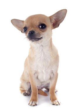 köpek chihuahua