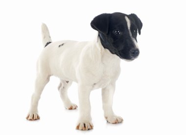 yavru jack russel terrier