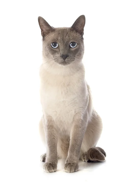 Siamese kat — Stockfoto