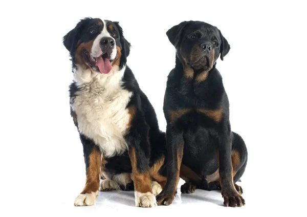 Bernese moutain dog and rottweiler — Stock Photo, Image