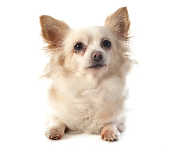 Chihuahua — Stok fotoğraf