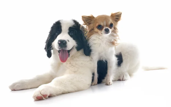 Landseer puppy and chihuahua — Stock Photo, Image