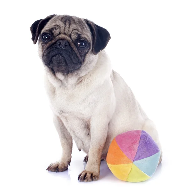 Young pug and ball — Stock Photo, Image