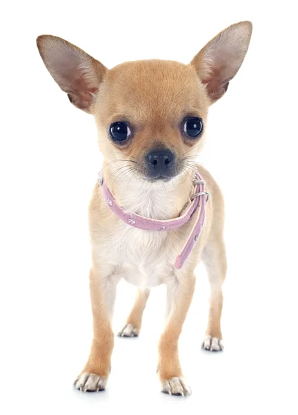 Köpek chihuahua — Stok fotoğraf