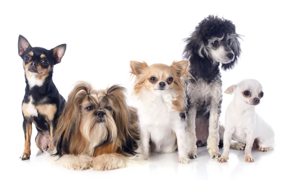 Vijf kleine honden — Stockfoto