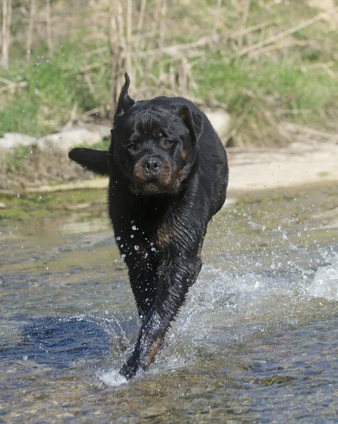 Joven rottweiler —  Fotos de Stock