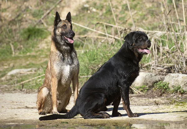 Młody rottweiler i malinois — Zdjęcie stockowe