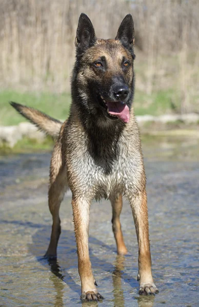 Malinois in the river — Stock Photo, Image