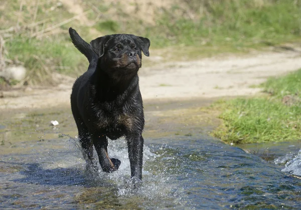 Młody rottweiler — Zdjęcie stockowe