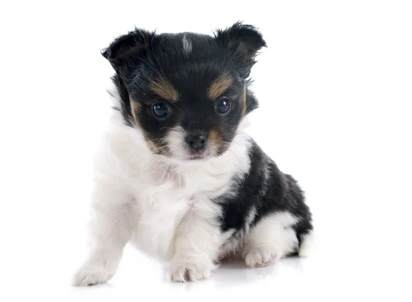 Puppy chihuahua — Stockfoto