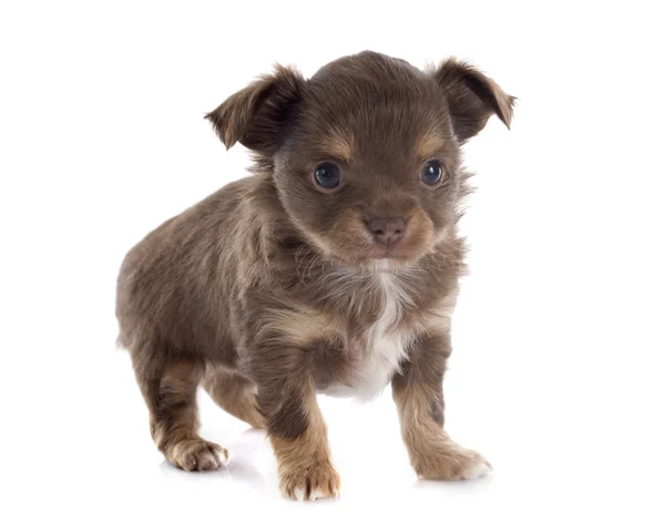 Welpen-Chihuahua — Stockfoto