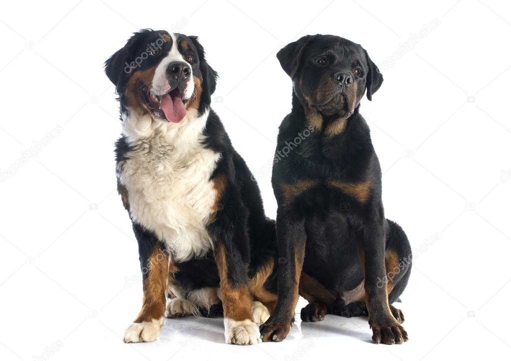 bernese mountain dog rottweiler mix