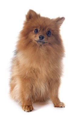 Pomeranian spitz