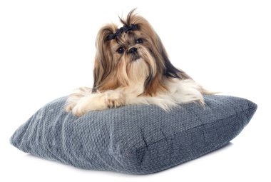 Shih Tzu clipart