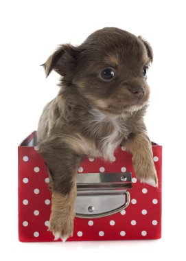 köpek chihuahua