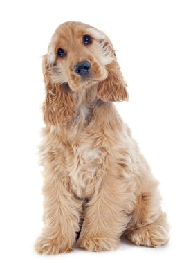 yavru cocker spaniel