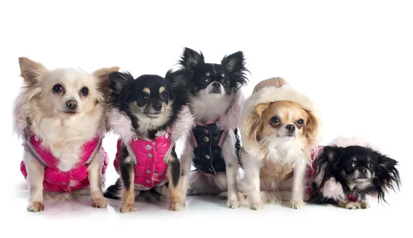 Chihuahuas vestidos — Fotografia de Stock
