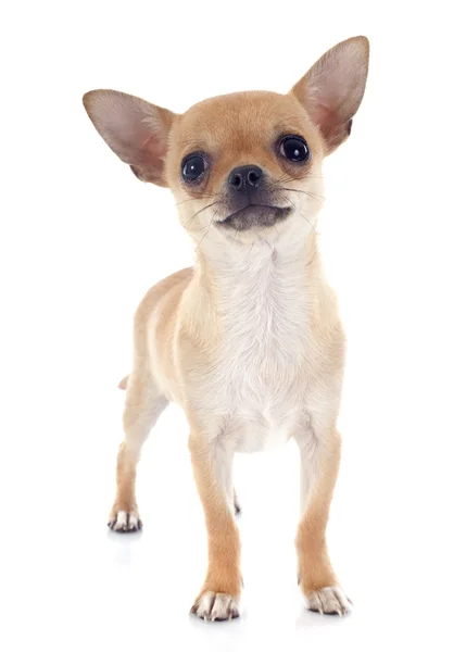 Szczeniak chihuahua — Zdjęcie stockowe