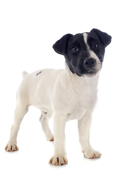 Puppy jack russel terrier — Stockfoto