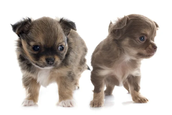 Puppies chihuahua — Stock Photo, Image