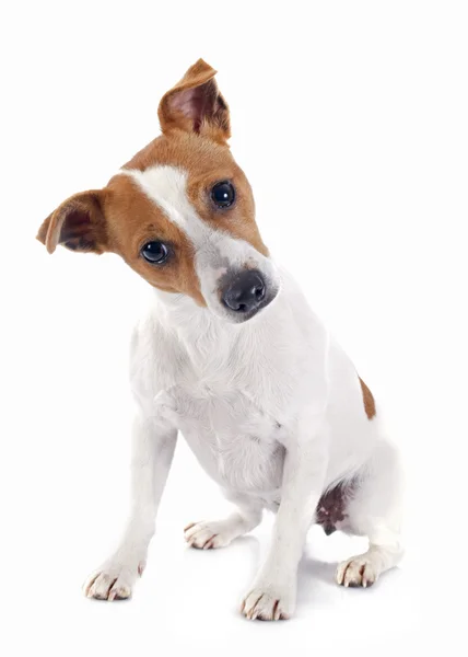 Jack Russell Terrier — Foto Stock