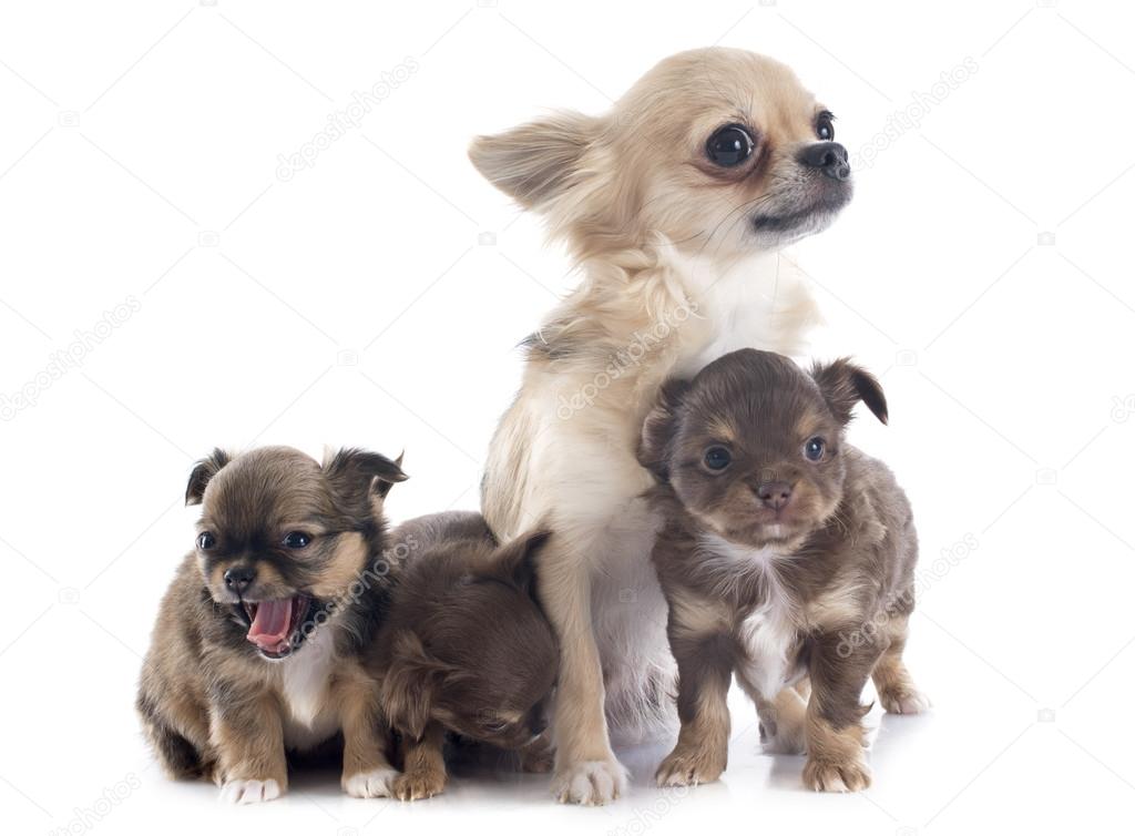 Puppies and adult chihuahua Stock Photo by ©cynoclub 41605193