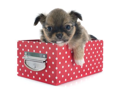 köpek chihuahua
