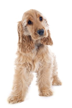 yavru cocker spaniel