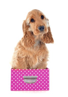 yavru cocker spaniel