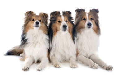 Shetland köpekler