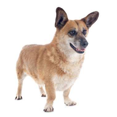 Galce Corgi