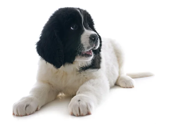 Cachorro Landseer — Foto de Stock