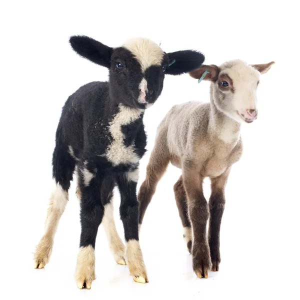 Young lambs — Stock Photo, Image