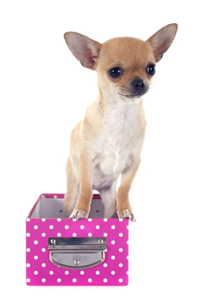 Filhote de cachorro Chihuahua — Fotografia de Stock