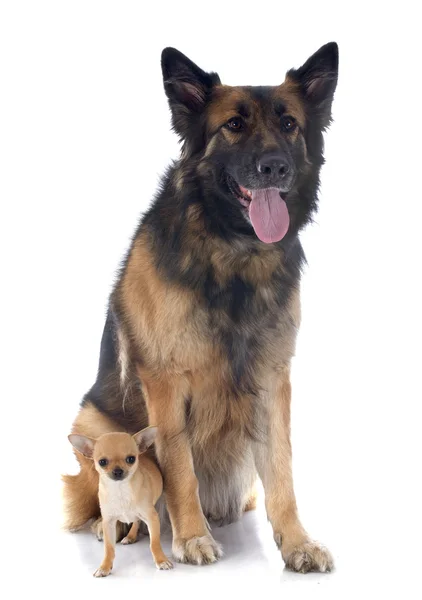 Puppy chihuahua and german shepherd — Stock Photo, Image