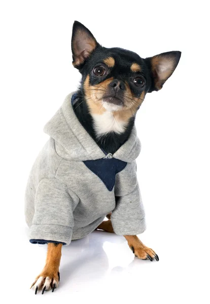 Gekleideter Chihuahua — Stockfoto