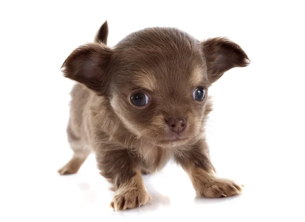 Puppy chihuahua — Stock Photo, Image