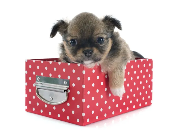 Puppy chihuahua — Stock Photo, Image