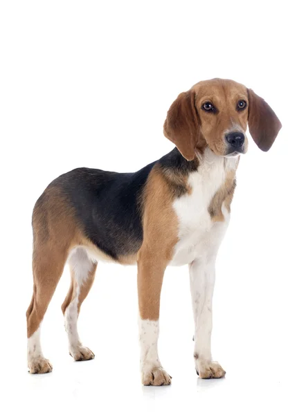Beagle-harrier — Stockfoto