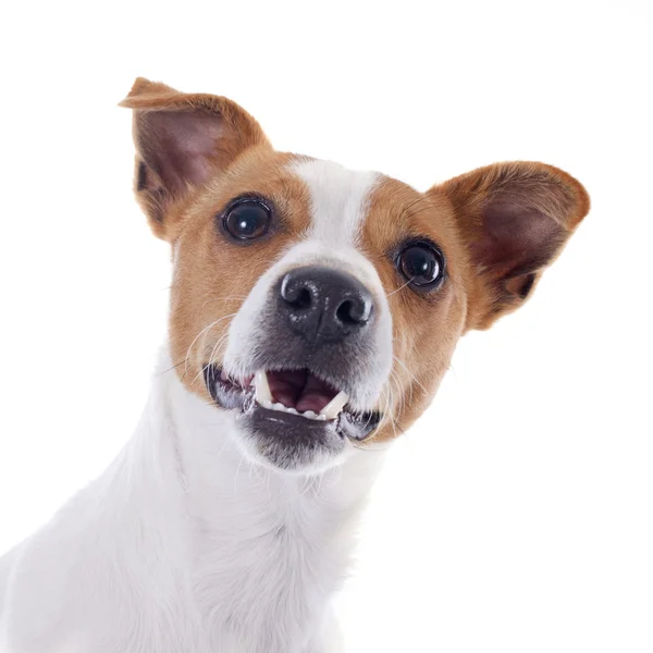 Jack russel terrier — Stockfoto