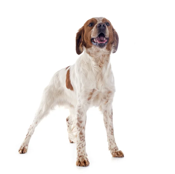 Brittany spaniel — Zdjęcie stockowe