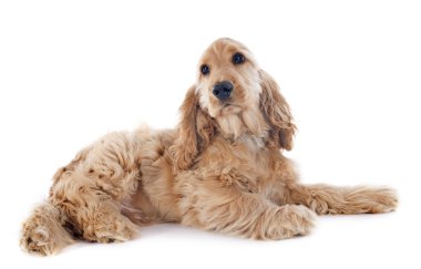 yavru cocker spaniel