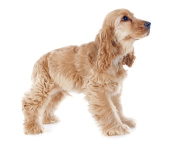 yavru cocker spaniel