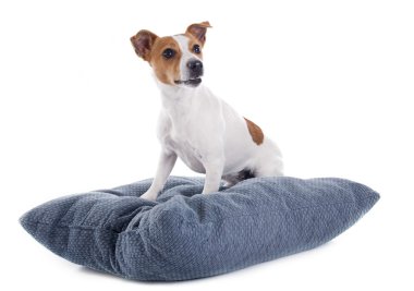 jack Russel terrier