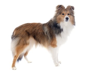 Shetland köpek
