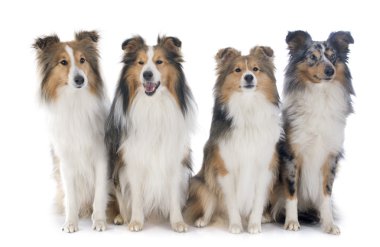Shetland köpekler