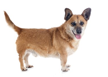 Galce Corgi
