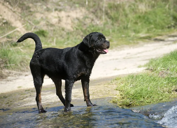 Young rottweiler — Stock Photo, Image