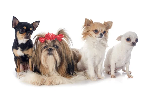 Vier kleine Hunde — Stockfoto