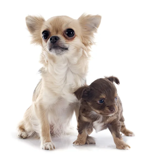 Chiot et chihuahua adulte — Photo